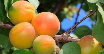 Kayısının Cilde Faydaları ve Kullanımı